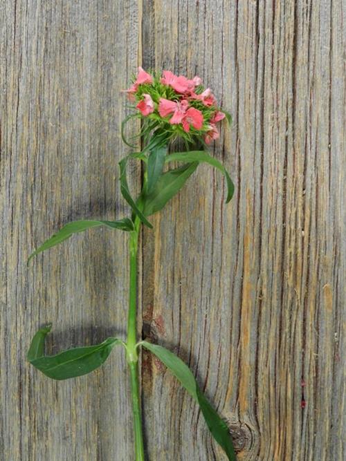 GYPSY SALMON CORAL DIANTHUS